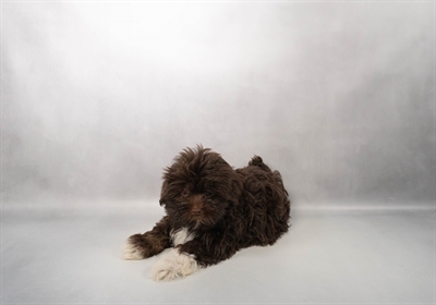 [#M17494] Chocolate M Havanese Puppies for Sale