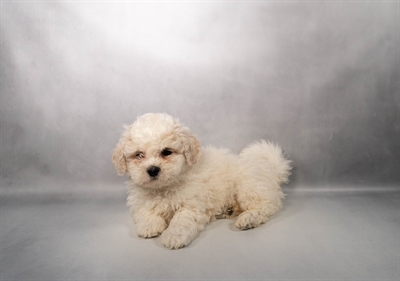 [#M17498] White M Teddy Bear Puppies for Sale