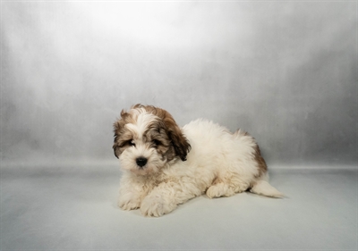 [#M17500] Red and White F Teddy Bear Puppies for Sale