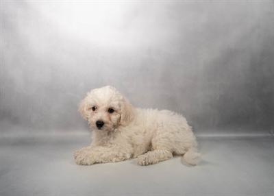 [#M17635] White F Bichon Frise Puppies for Sale