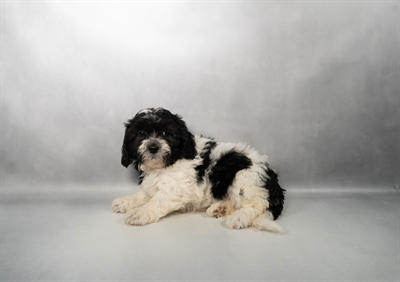 [#M17646] Black and White F Teddy Bear Puppies for Sale