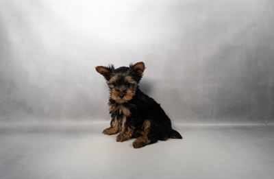 [#M17815] Black and Tan M Yorkshire Terrier Puppies for Sale