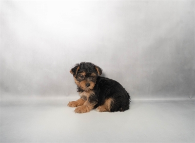 [#N00070] Black and Tan F Yorkshire Terrier Puppies for Sale