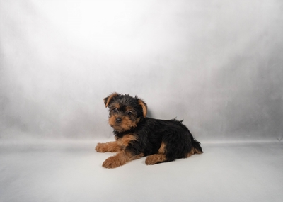 [#N00071] Black and Tan F Yorkshire Terrier Puppies for Sale