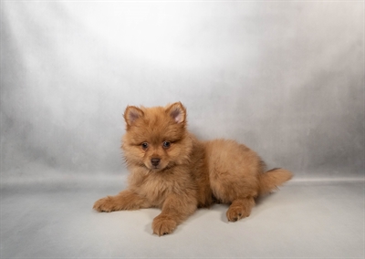 [#N00081] Chocolate Sable M Pomeranian Puppies for Sale