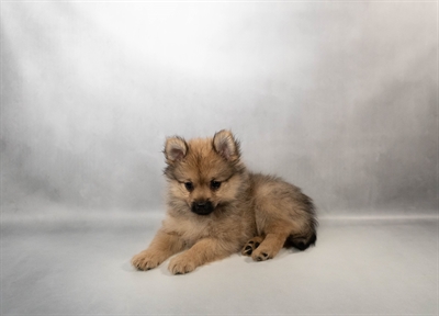 [#N00084] Sable F Pomeranian Puppies for Sale