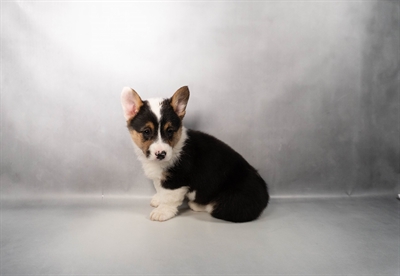 [#N00143] Black and Tan F Pembroke Welsh Corgi Puppies for Sale
