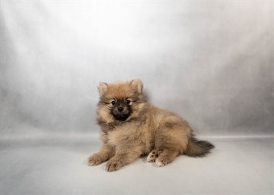 [#N00260] Sable F Pomeranian Puppies for Sale