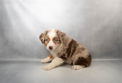[#N00379] Red Merle F Miniature Australian Shepherd Puppies for Sale