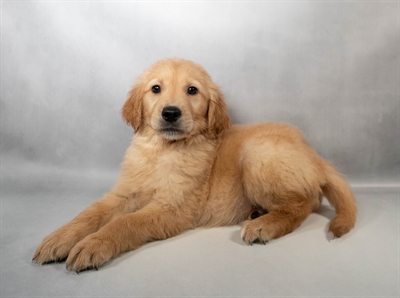 [#N00436] Golden M Golden Retriever Puppies for Sale