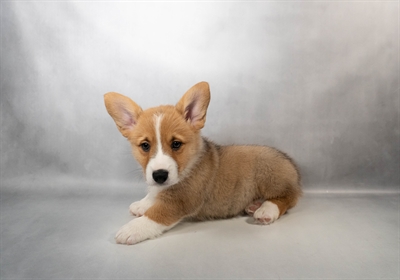 [#N00444] Red M Pembroke Welsh Corgi Puppies for Sale
