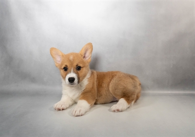 [#N00448] Red F Pembroke Welsh Corgi Puppies for Sale