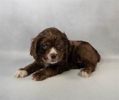[#N00454] Red Roan F Cocker Spaniel Puppies for Sale