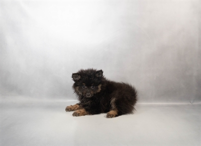[#N00608] Black and Tan F Pomeranian Puppies for Sale