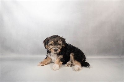 [#N00694] Black and Tan F Morkie Puppies for Sale