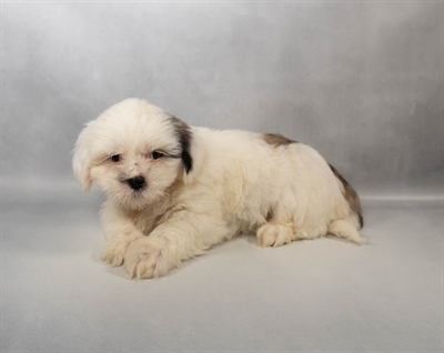 [#N00765] Grizzle M Lhasa Apso Puppies for Sale