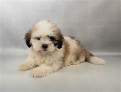 [#N00769] Grizzle F Lhasa Apso Puppies for Sale