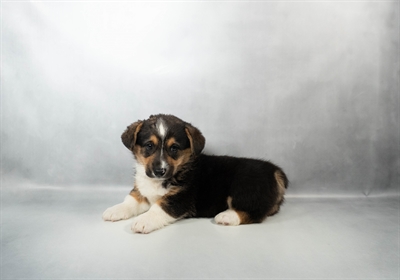 [#N00913] Black and Tan M Pembroke Welsh Corgi Puppies for Sale
