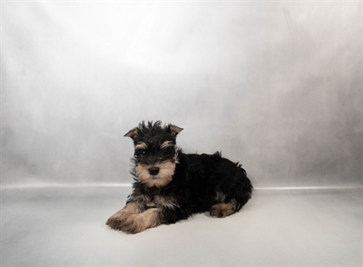 [#N01116] Black and Silver M Miniature Schnauzer Puppies for Sale