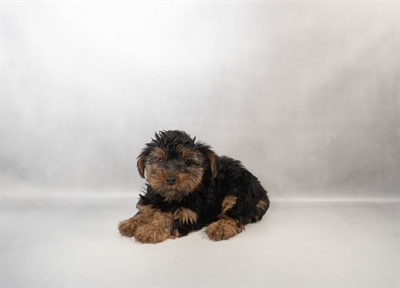 [#N01209] Black and Tan M Yorkshire Terrier Puppies for Sale