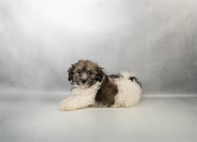 [#N01234] Gold Sable M Havanese Puppies for Sale