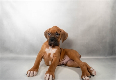 [#N01538] Fawn M Boxer Puppies for Sale