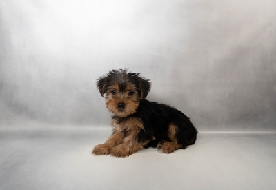 [#N01772] Black and Tan F Yorkshire Terrier Puppies for Sale