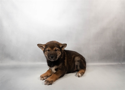 [#N01788] Red Sesame M Shiba Inu Puppies for Sale