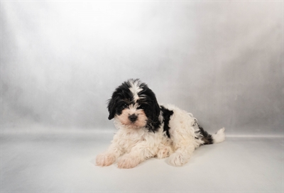 [#N02028] Black and White F Cav A Nese Puppies for Sale