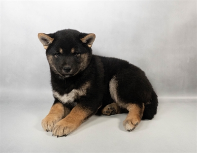[#N02996] Black and Tan F Shiba Inu Puppies for Sale