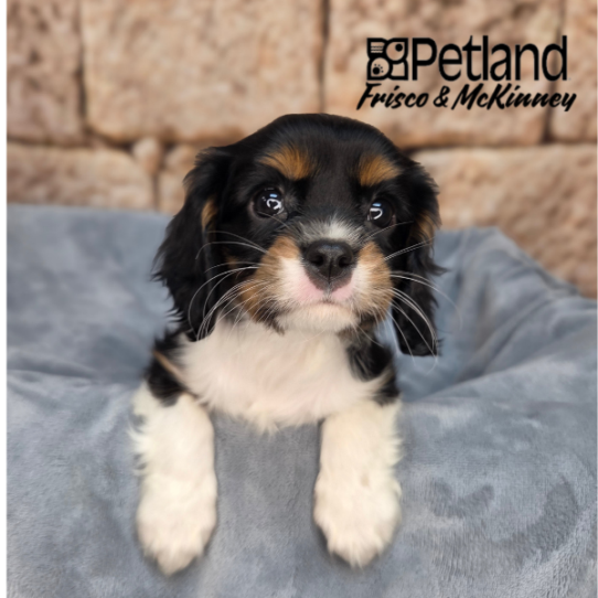 [#26176-03] Black Tan / White F Cavalier King Charles Spaniel Puppies for Sale