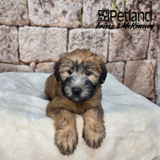 [#26175-07] Wheaten F Soft Coated Wheaten Terrier Puppies for Sale