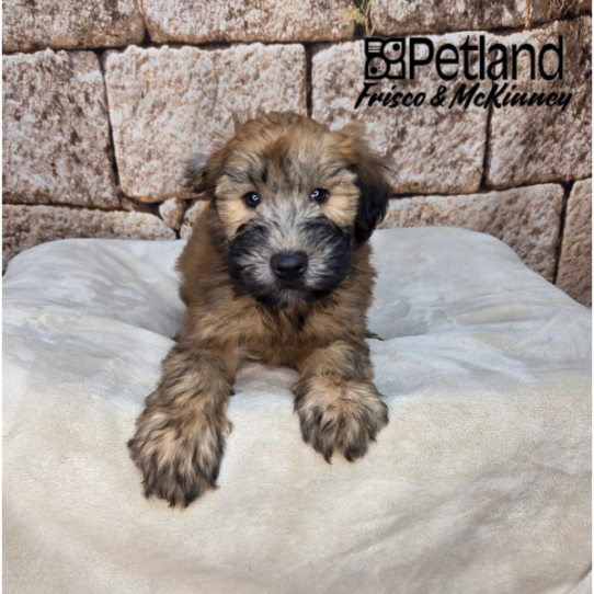 [#26175-02] Wheaten M Soft Coated Wheaten Terrier Puppies for Sale