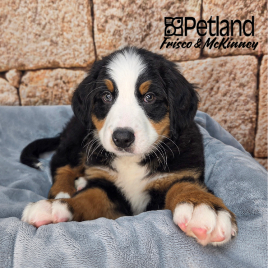 [#26173-02] Black / Tan M Bernese Mountain Dog Puppies for Sale