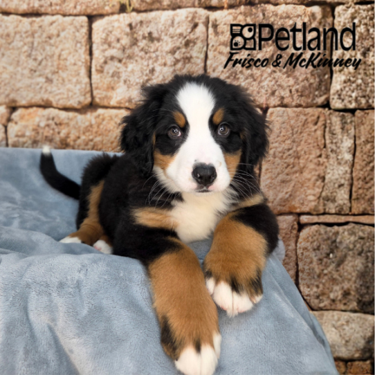 [#26173-03] Black / Tan F Bernese Mountain Dog Puppies for Sale