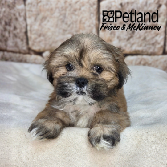 [#26172-01] Golden M Lhasa Apso Puppies for Sale