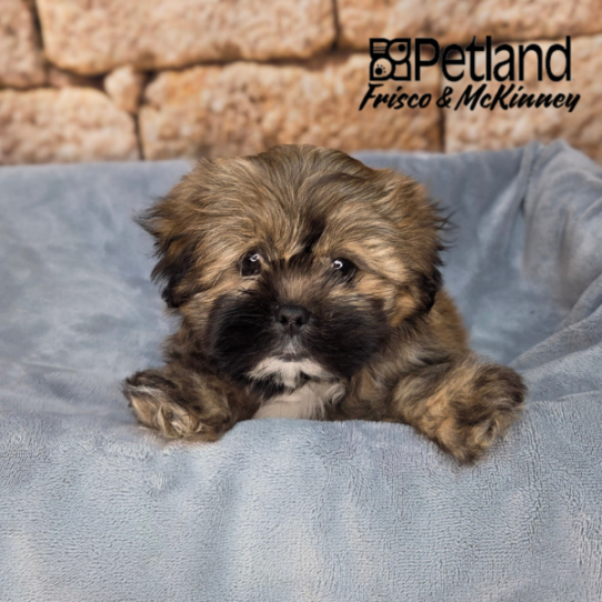 [#26172-02] Golden F Lhasa Apso Puppies for Sale