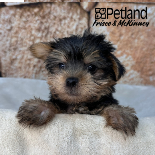 [#N01966] Black and Tan F Yorkshire Terrier Puppies for Sale
