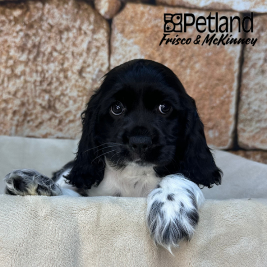 [#26144-01] Black F Cocker Spaniel Puppies for Sale