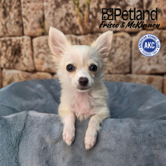 [#26331-05] White / Cream F Chihuahua Puppies for Sale