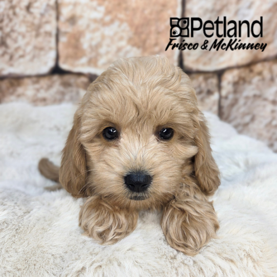 [#2661-04] Apricot M Goldendoodle Mini 2nd Gen Puppies for Sale