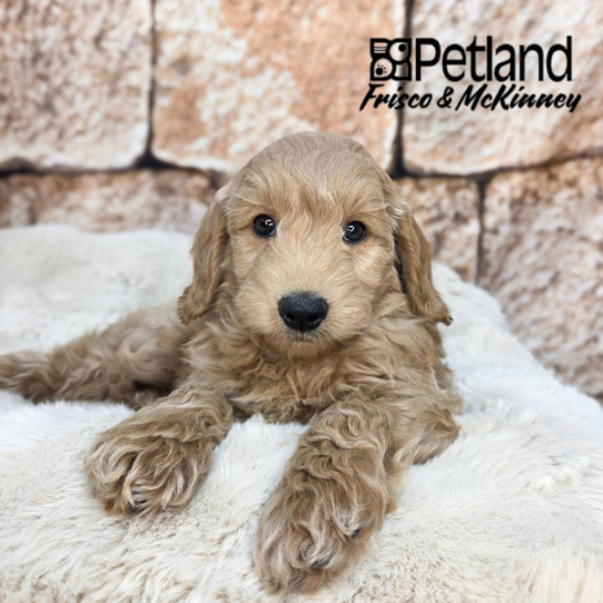 [#2661-02] Apricot M Goldendoodle Mini 2nd Gen Puppies for Sale