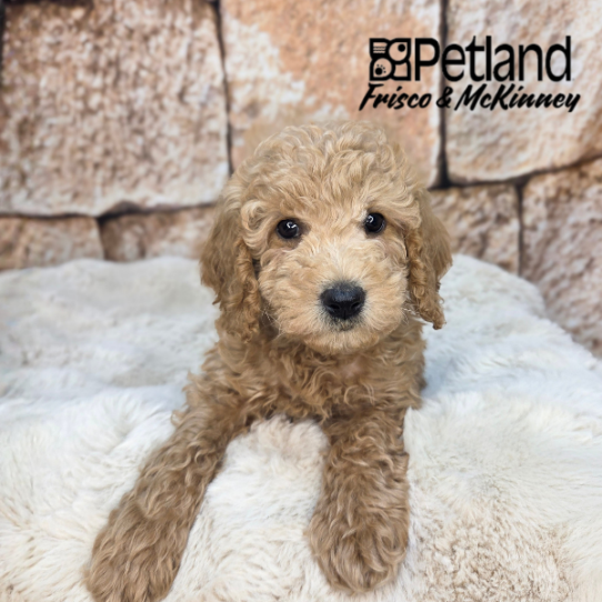 [#2661-09] Apricot F Goldendoodle Mini 2nd Gen Puppies for Sale