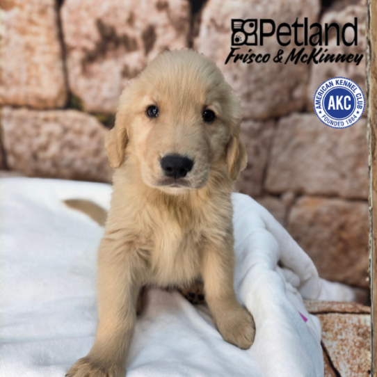 [#2627-01] Golden M Golden Retriever Puppies for Sale