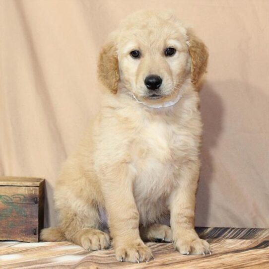 [#26140-02] Golden M Golden Retriever Puppies for Sale