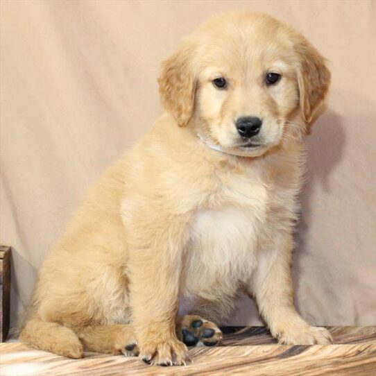 [#26140-10] Dark Golden F Golden Retriever Puppies for Sale