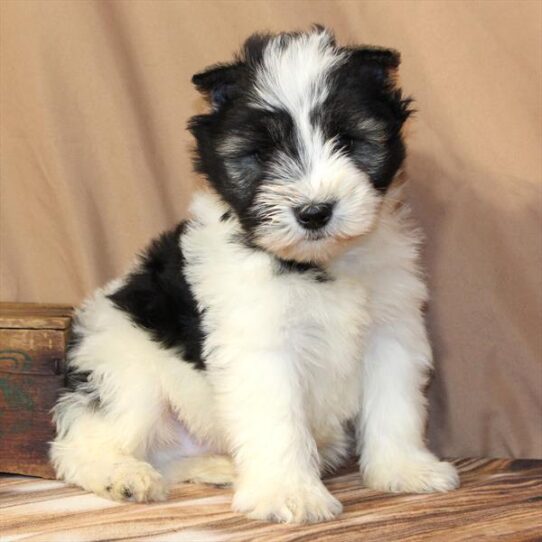 [#26142-04] Salt / Pepper M Miniature Schnauzer Puppies for Sale