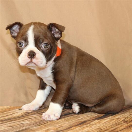 [#26145-02] White / Red F Boston Terrier Puppies for Sale