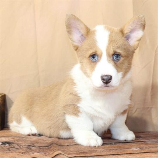 [#26157-04] Blue Fawn F Pembroke Welsh Corgi Puppies for Sale