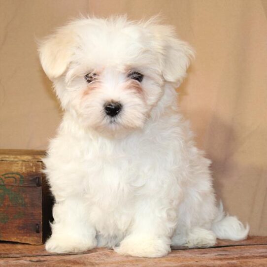 [#26163-02] White M Maltese Puppies for Sale
